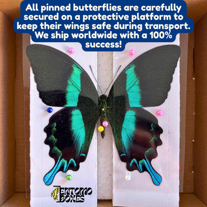 Actias meanas rare tropical silk moth real specimen for entomology taxidermy collection