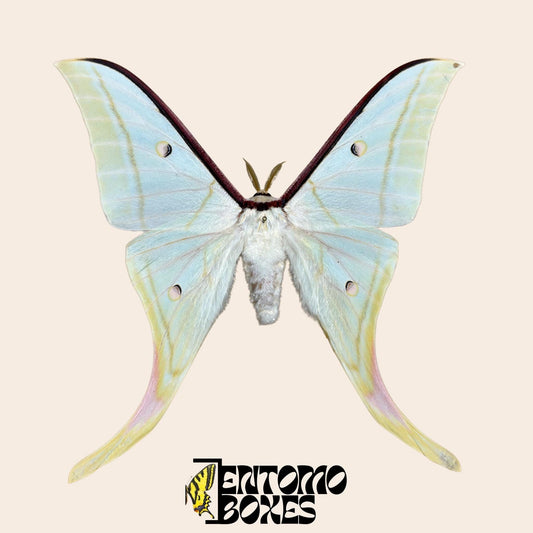 Actias selene Indian Moon moth male pinned specimen, large pale green wings with tail extensions