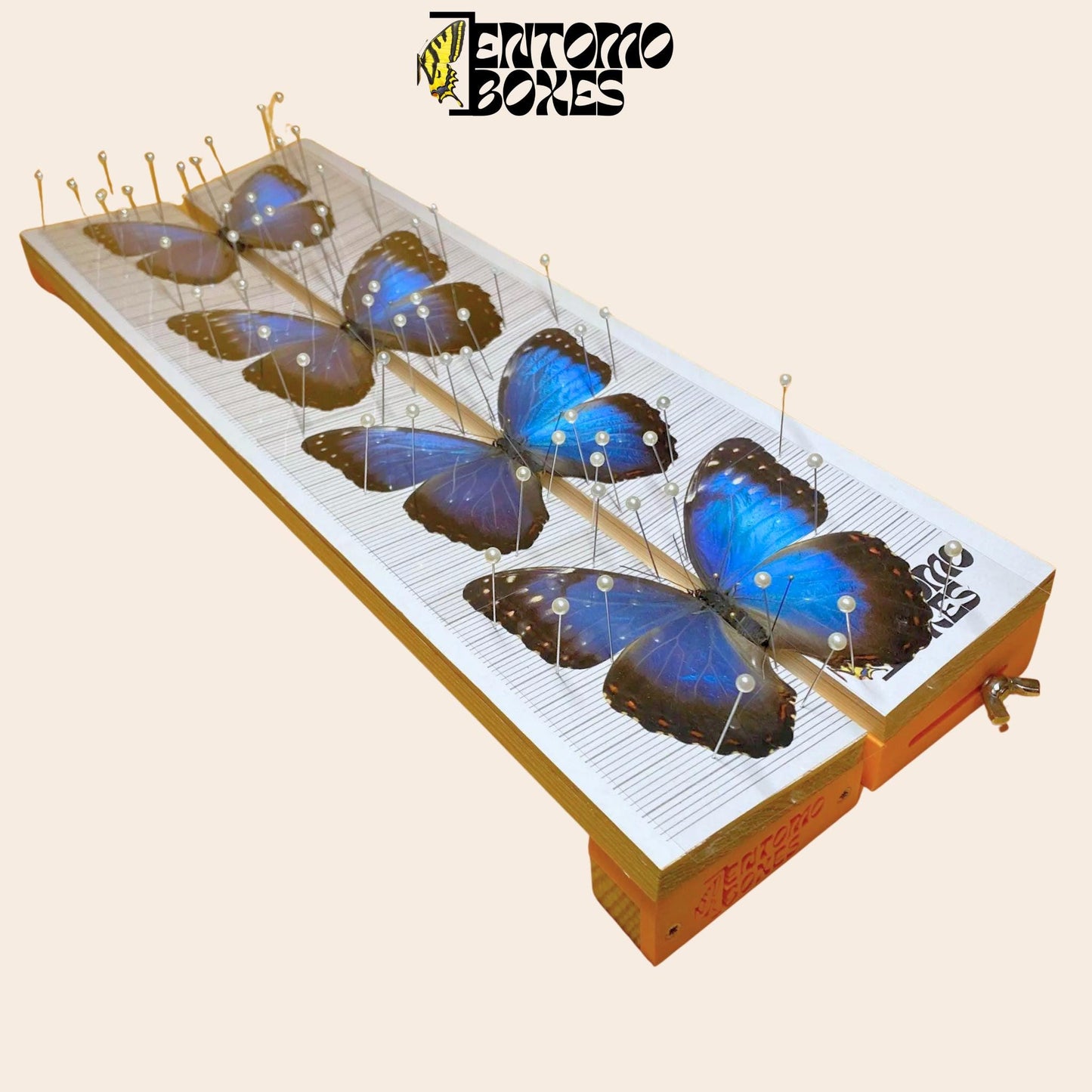 Adjustable balsa wood pinning board for butterflies and moths, Entomology Taxidermy