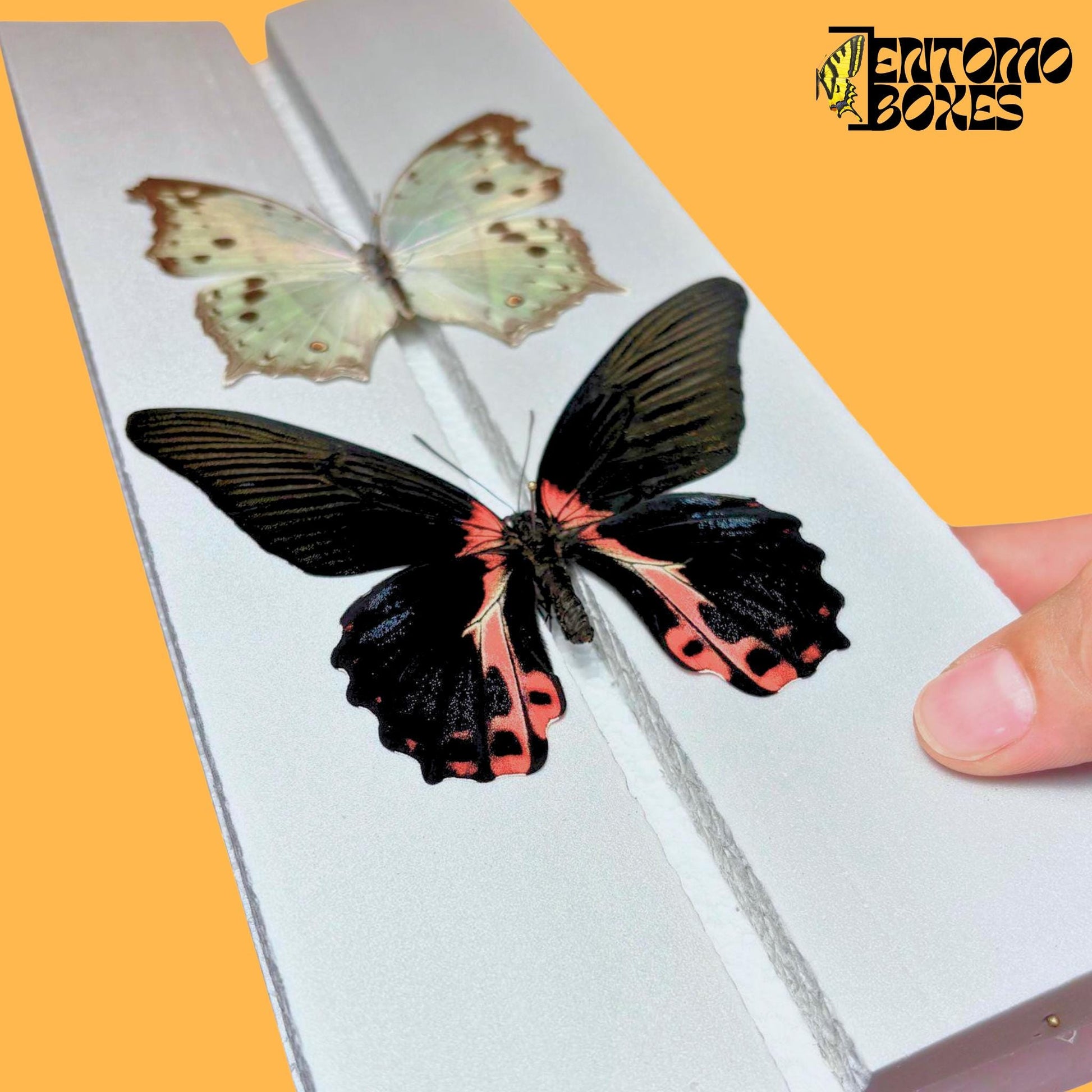 papilio rumanzovia and salamis parhassus on entomoboxes pinning board