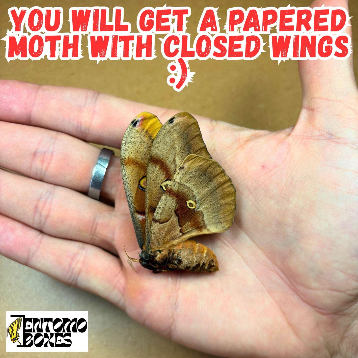 antheraea polyphemus moth for sale