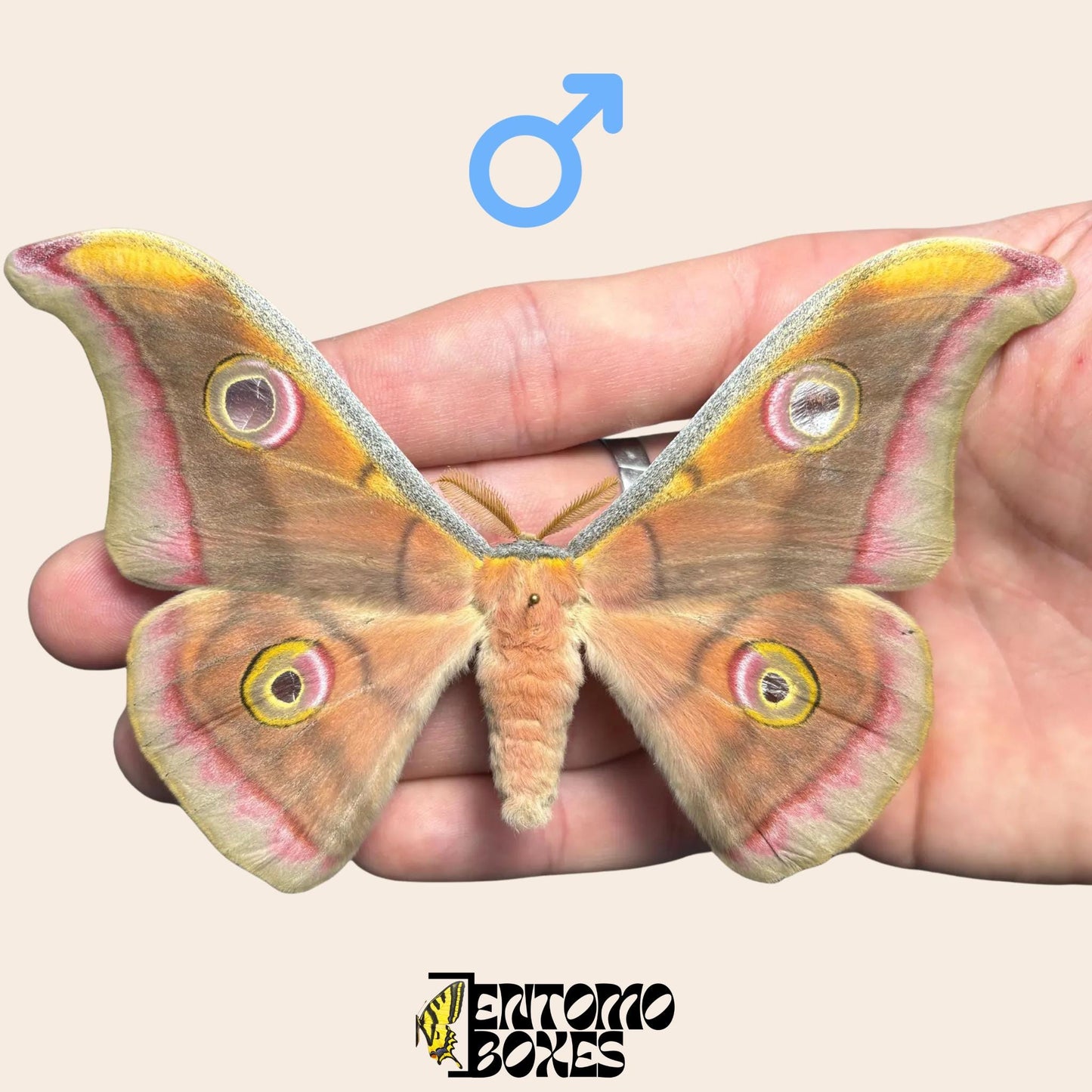 Antheraea mylitta pinned male