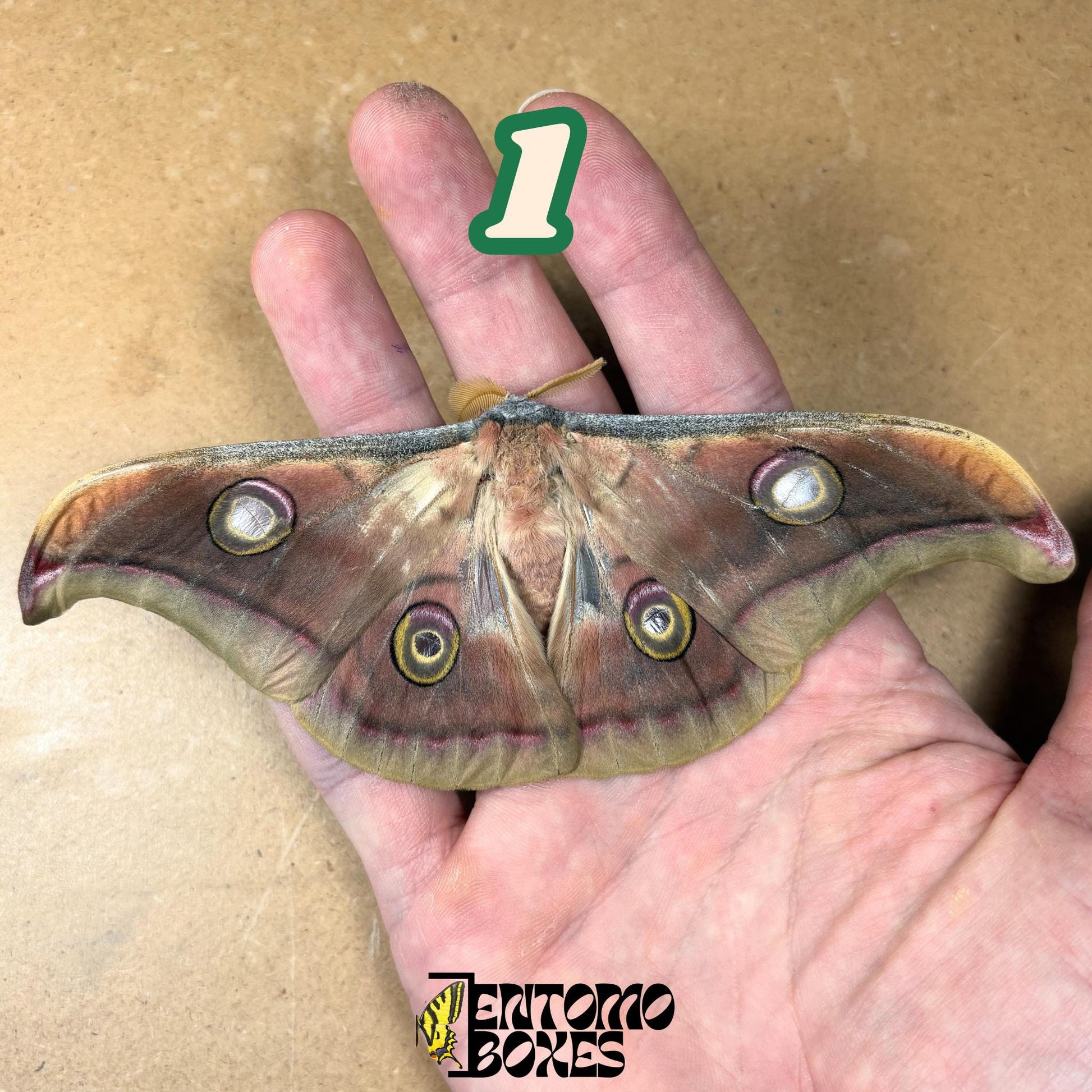 Antheraea mylitta tasar silkmoth real tropical moth specimen taxidermy entomology