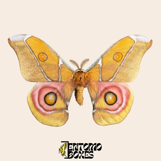 antherina suraka pinned wings male moth