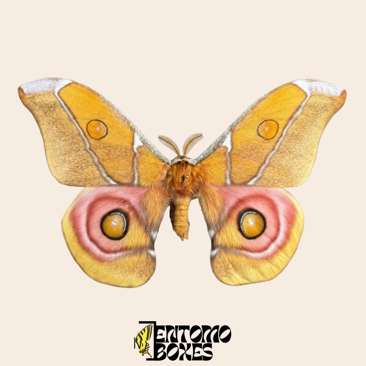 antherina suraka pinned wings male moth