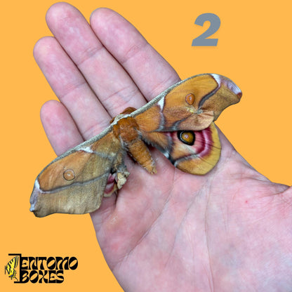 Antherina suraka real moth specimen for entomology taxidermy collection pink