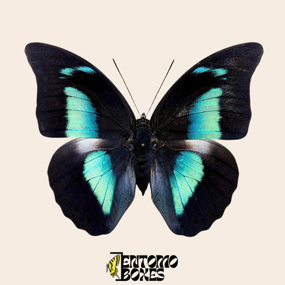 Archaeoprepona demophon pinned butterfly