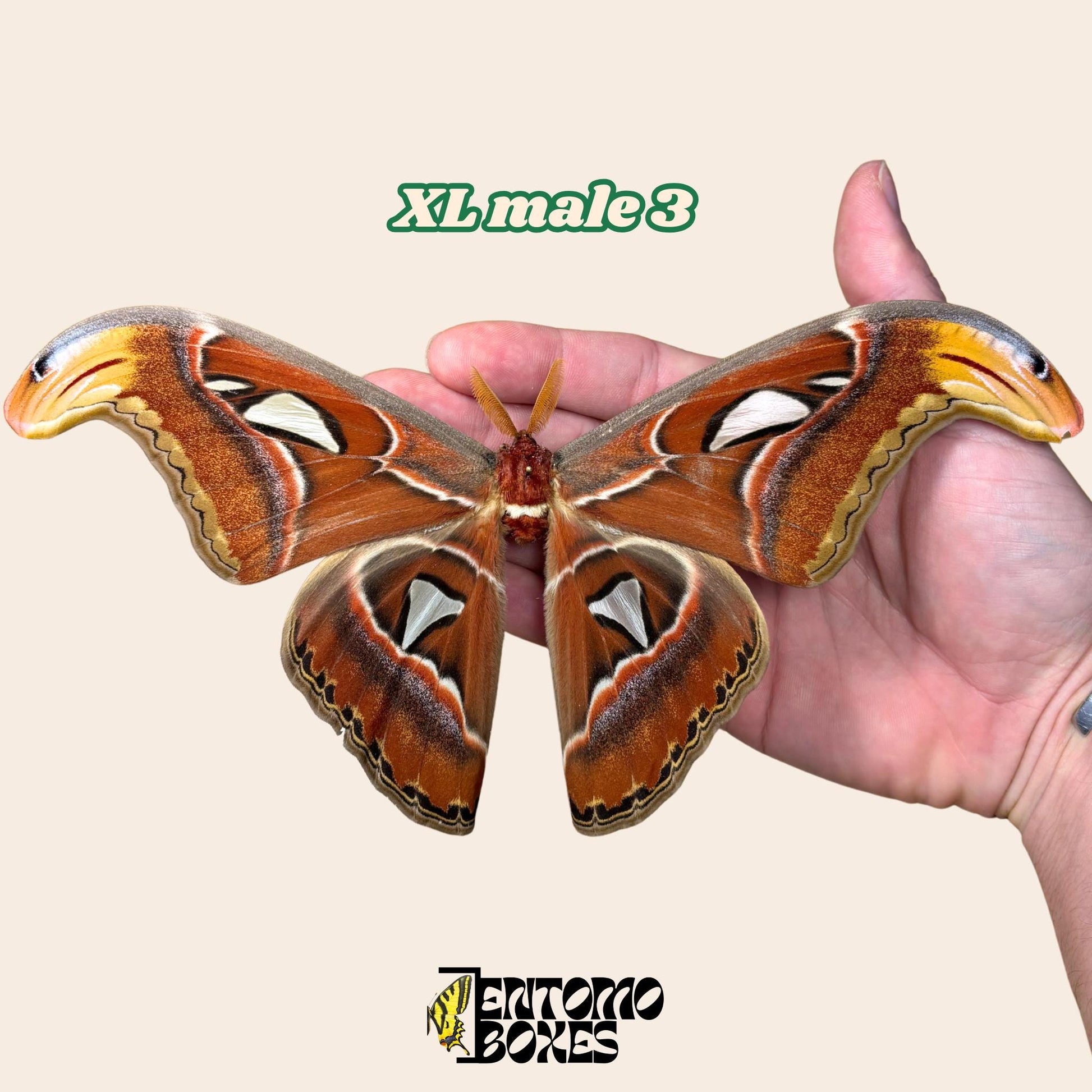 huge attacus atlas moth male