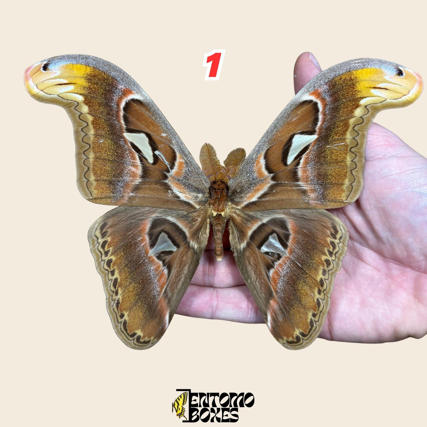 attacus atlas pinned male moth