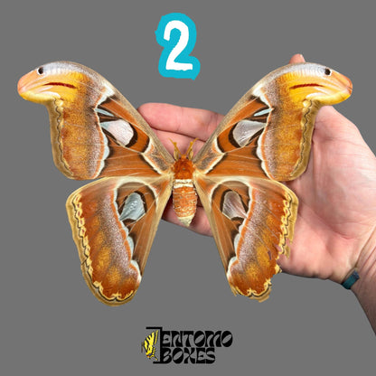 attacus atlas pinned female moth