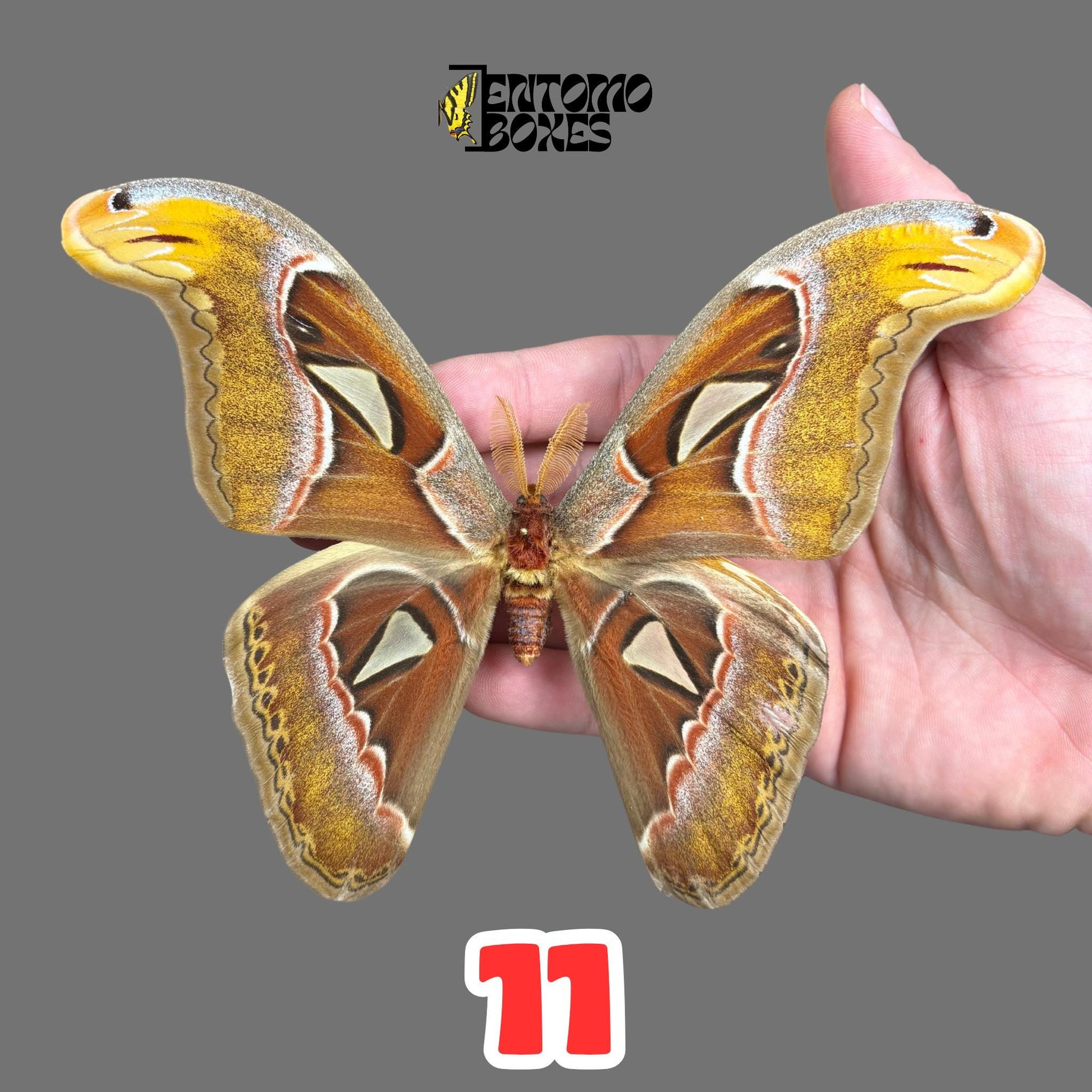 attacus atlas pinned male moth