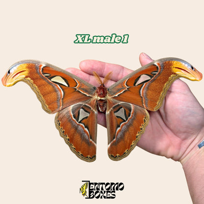 huge attacus atlas moth male
