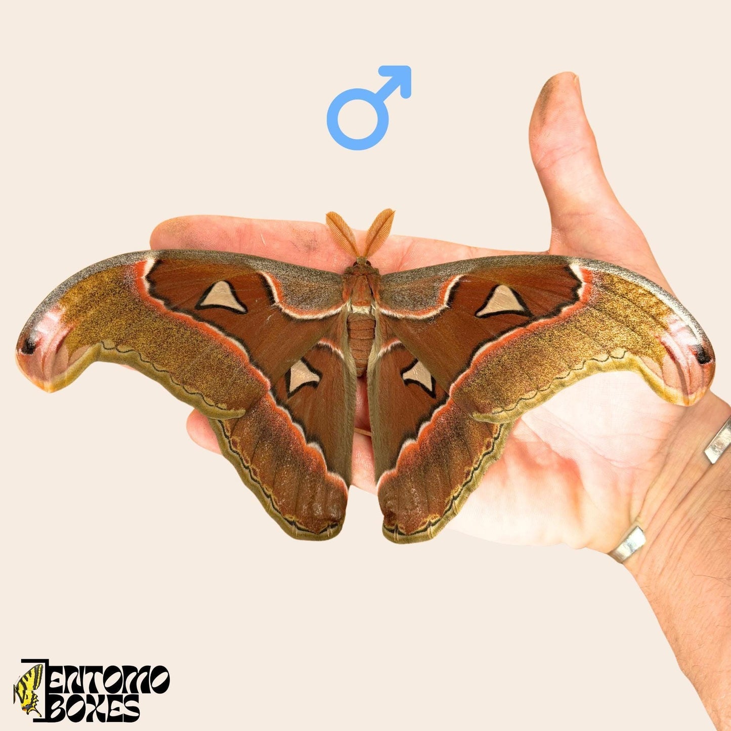 Male attacus lorquini on hand