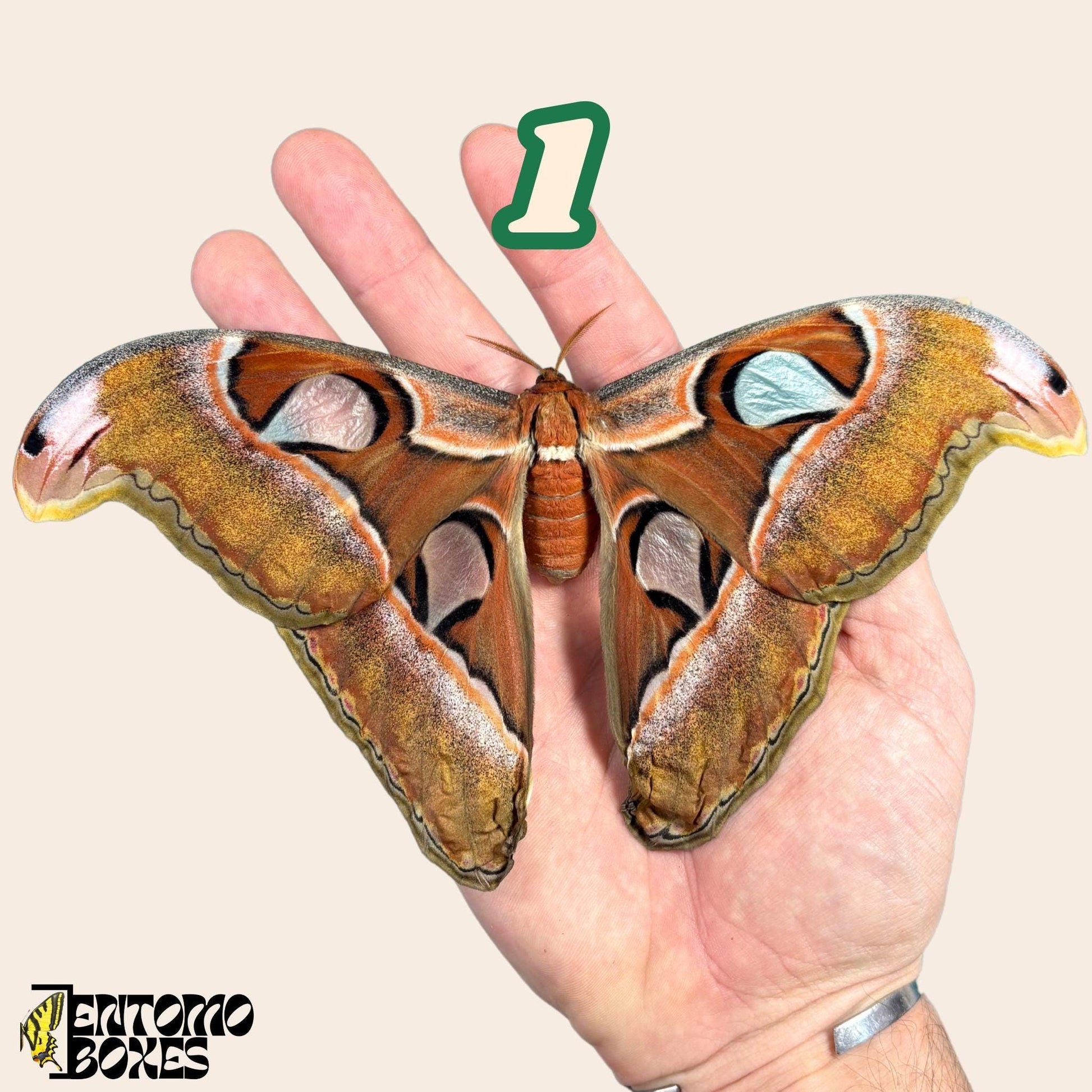 feMale attacus lorquini on hand