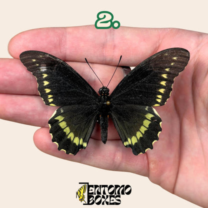 Battus polydamas  pinned butterfly