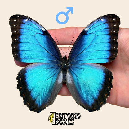 morpho helenor pinned male
