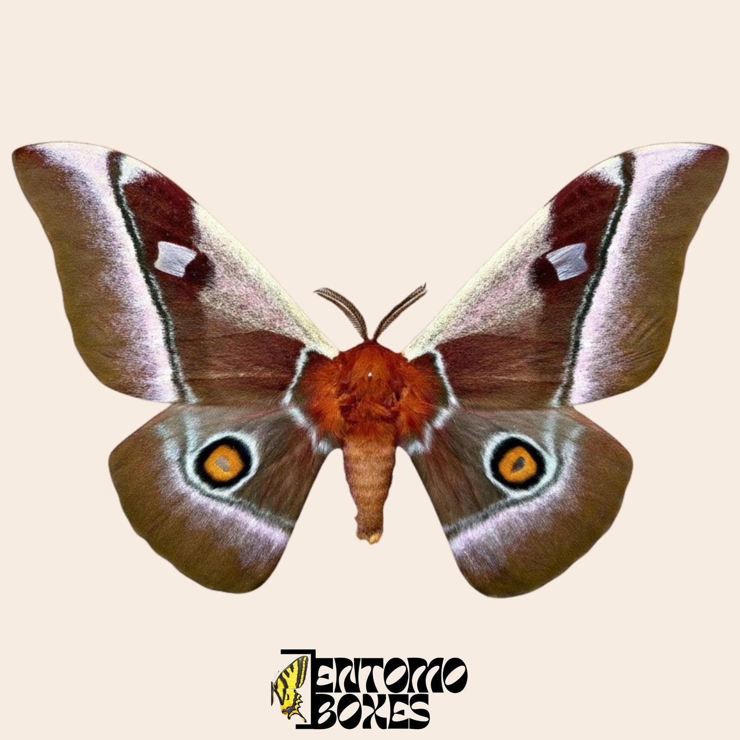 bunaea alcinoe pinned male moth
