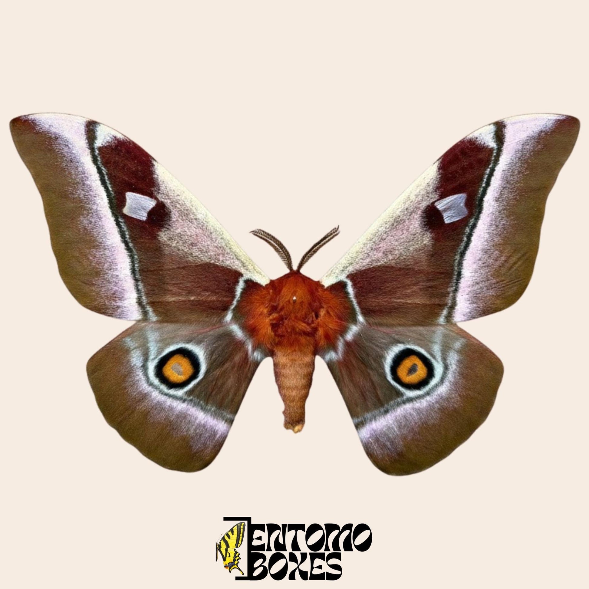 bunaea alcinoe pinned male moth