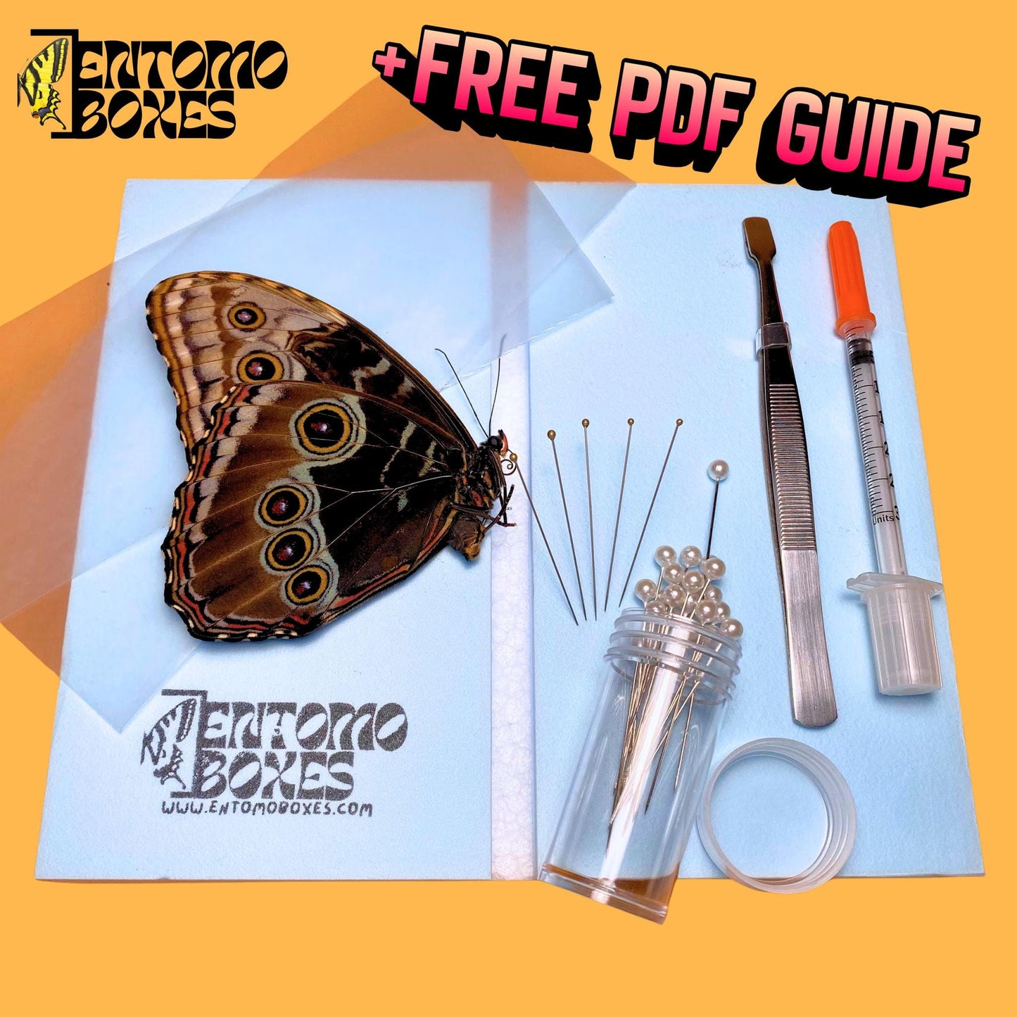 blue morpho helenor butterfly pinning kit