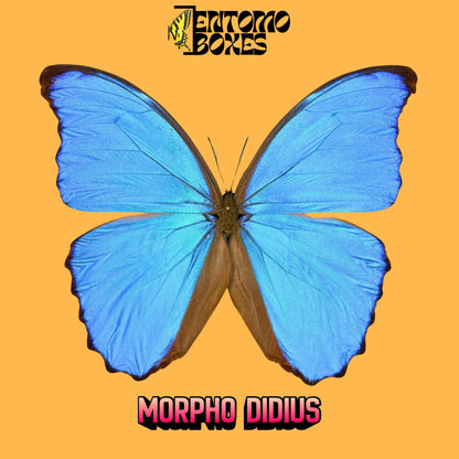 morpho didius male pinned