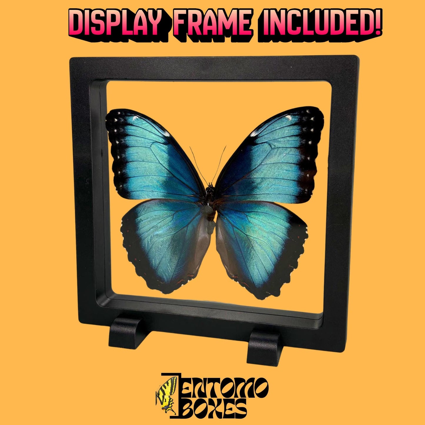 blue morpho butterfly in frame