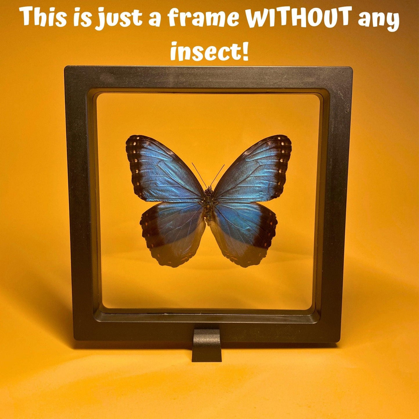 insect display frame