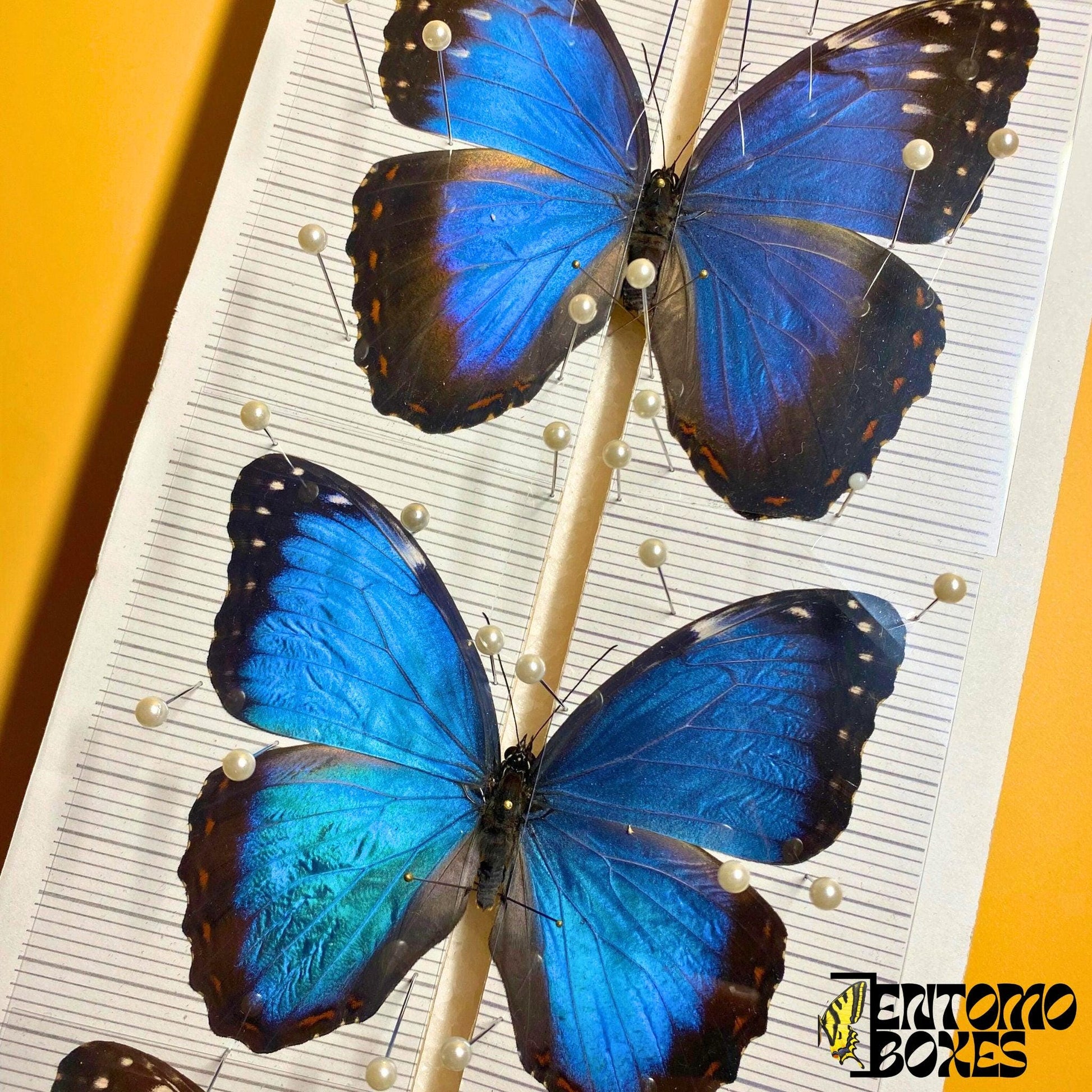 transparent insect pinning foil