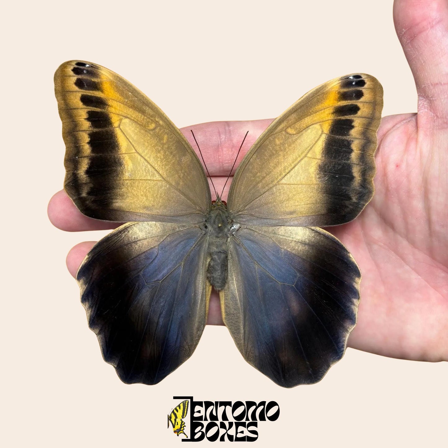 caligo memnon pinned butterfly