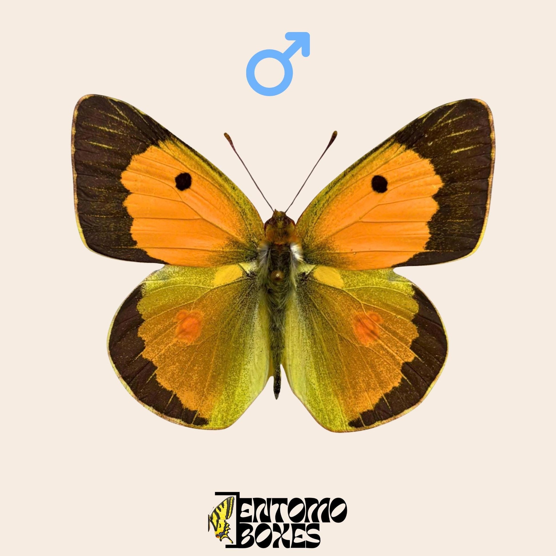 pinned male of colias croceus butterfly