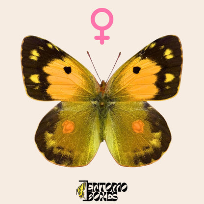 Clouded yellow Colias croceus butterfly on a pin entomology taxidermy