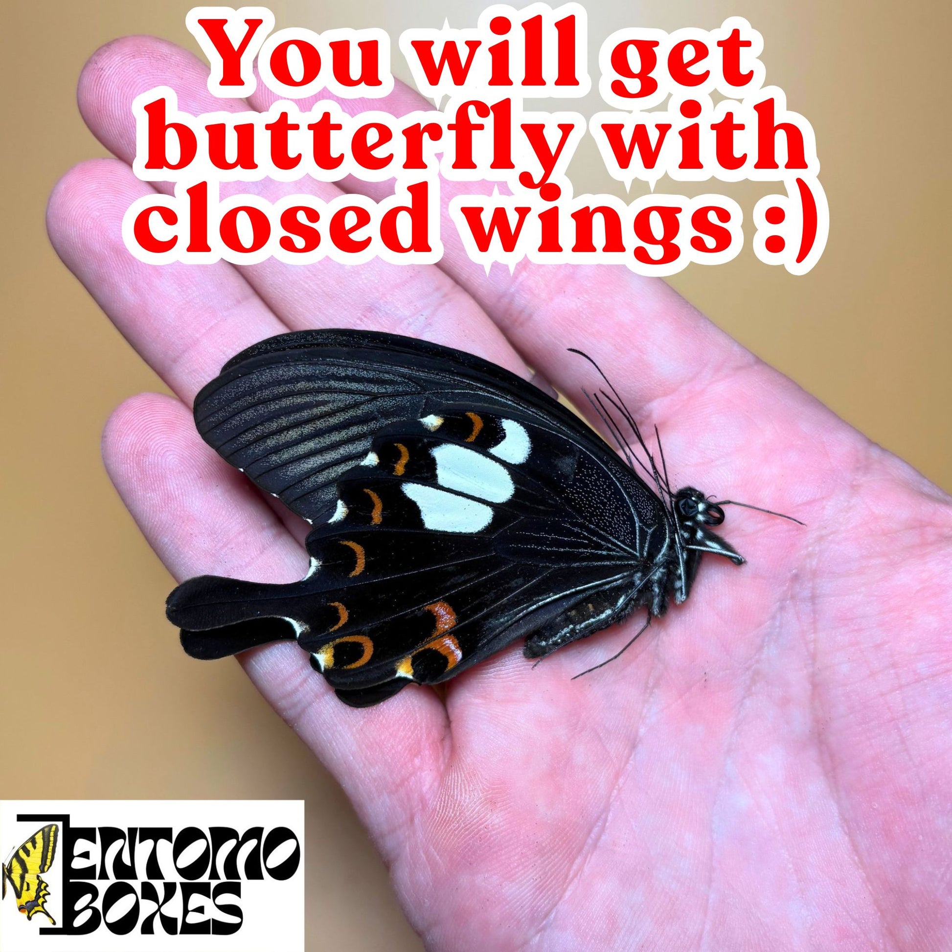 papilio helenus