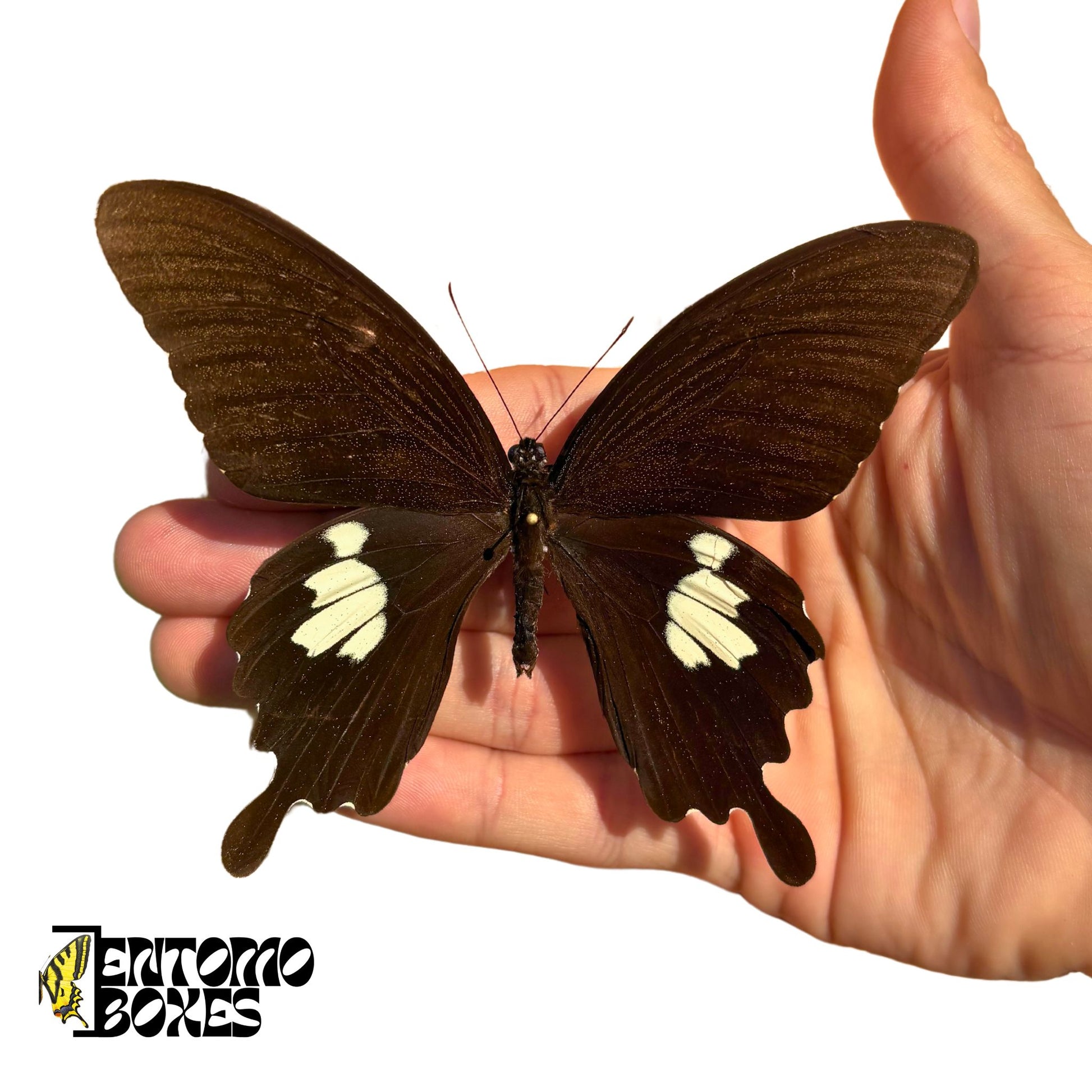 papilio helenus
