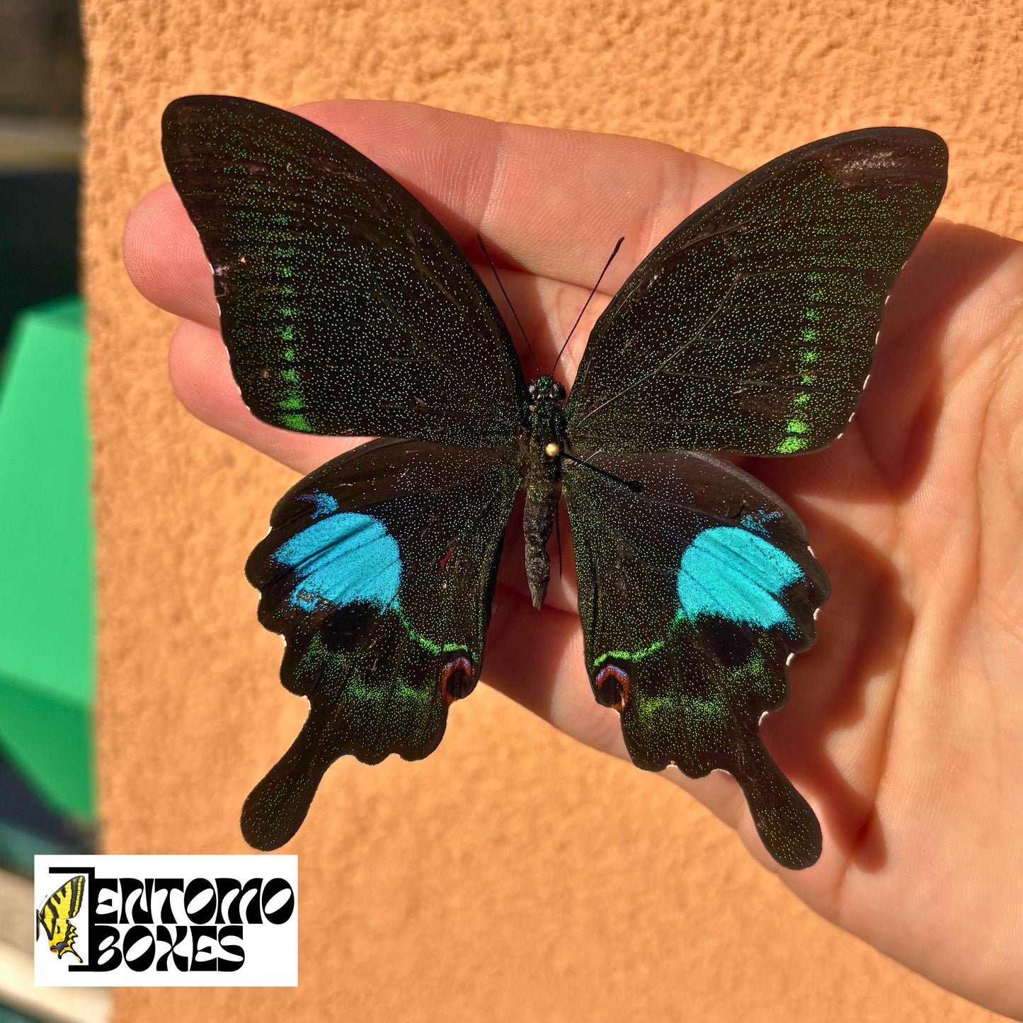 papilio paris