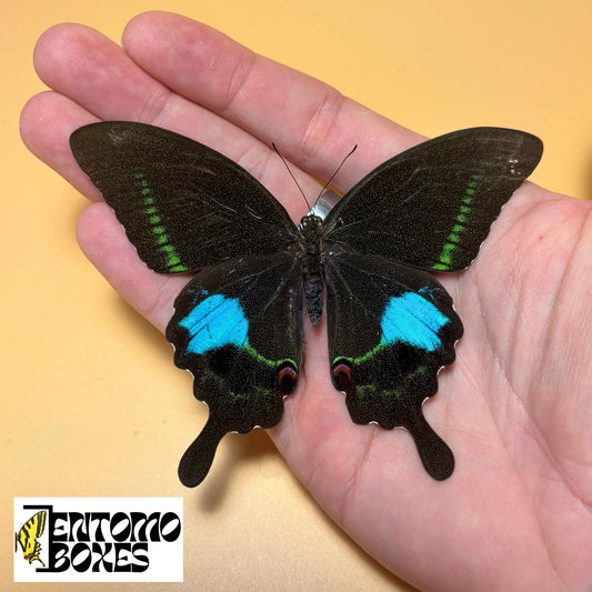 papilio paris