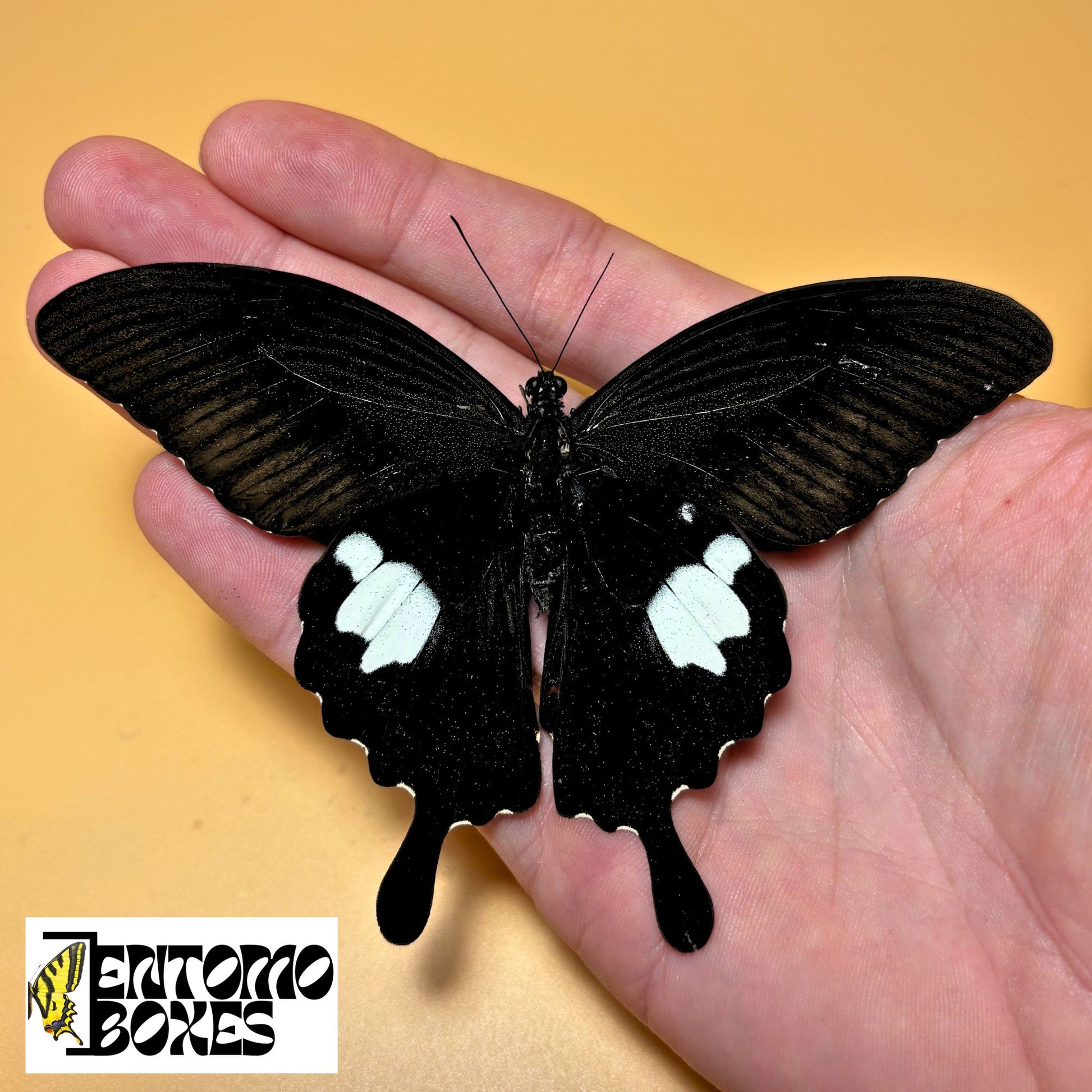 papilio helenus