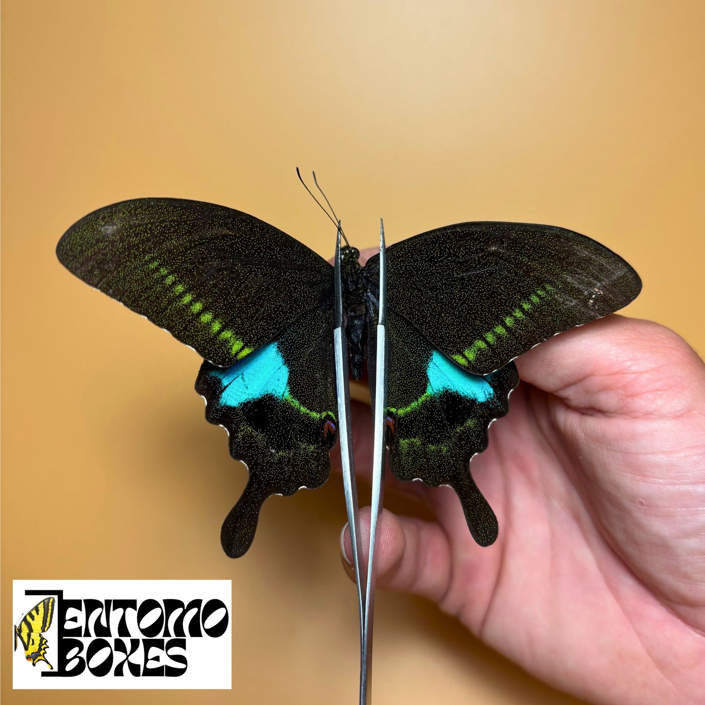 papilio paris