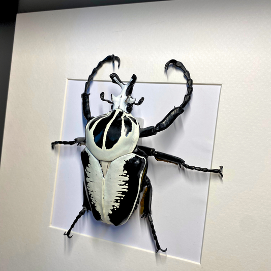 Goliathus beetle FIGURE in frame