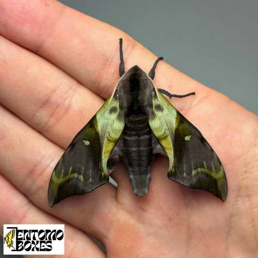 SUPER RARE Anambulyx elwesi hawkmoth