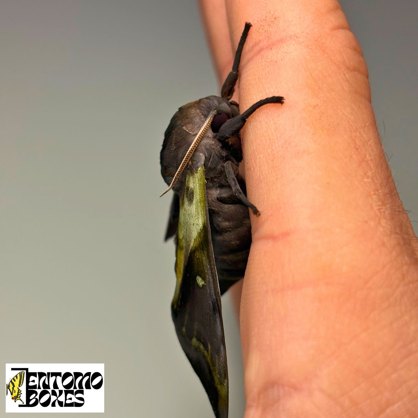SUPER RARE Anambulyx elwesi hawkmoth