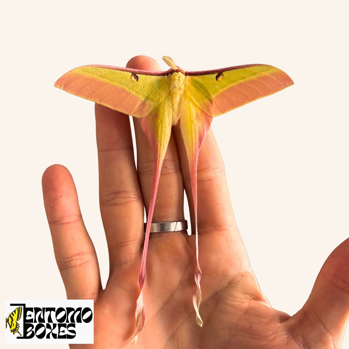 actias dubernardi moth for sale