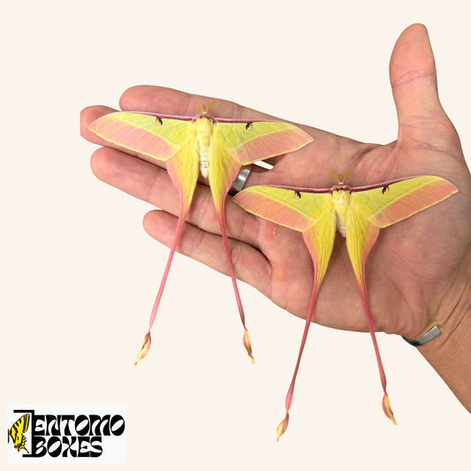 actias dubernardi for sale