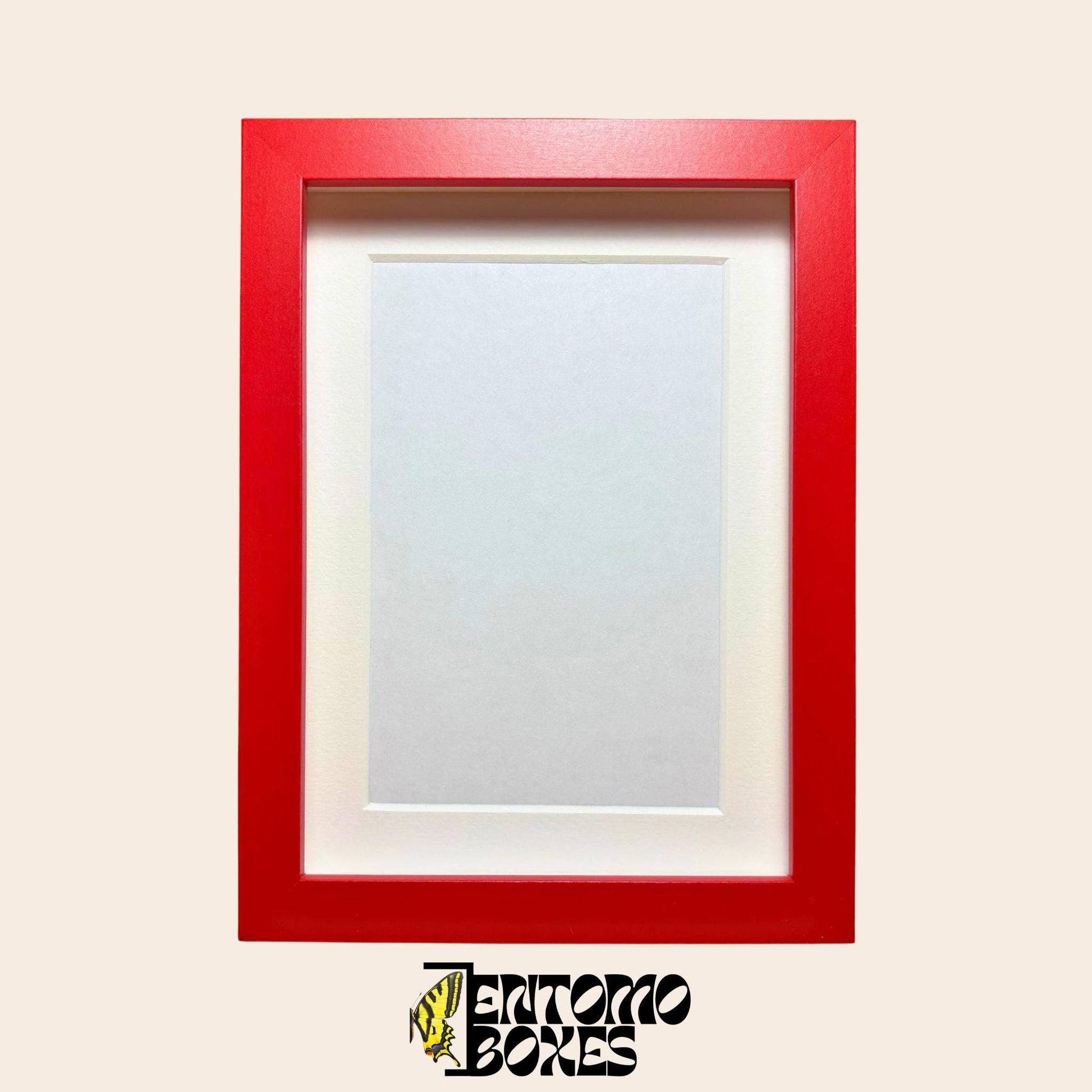 DEEP shadow boxes frames for insect butterflies display for entomology taxidermy