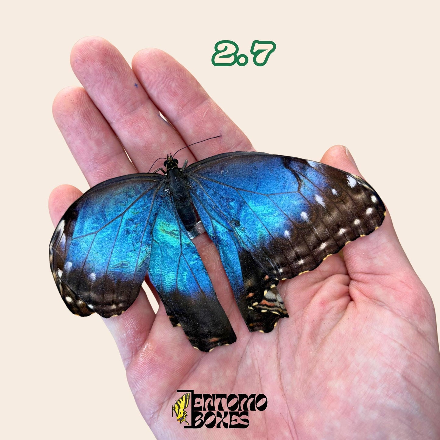 DEFECTED blue morpho papered dry tropical butterfly from South America insect for preparation