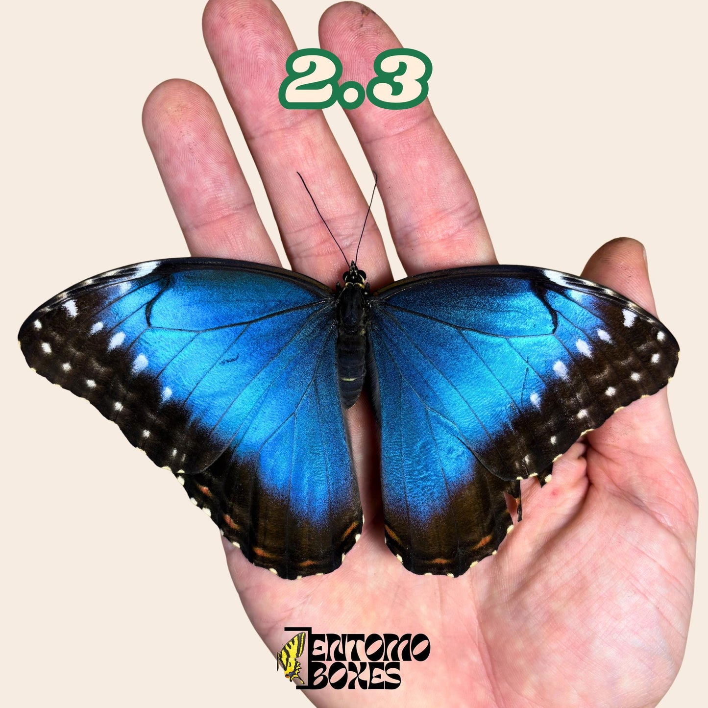 DEFECTED blue morpho papered dry tropical butterfly from South America insect for preparation