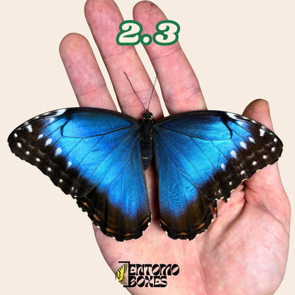DEFECTED blue morpho papered dry tropical butterfly from South America insect for preparation