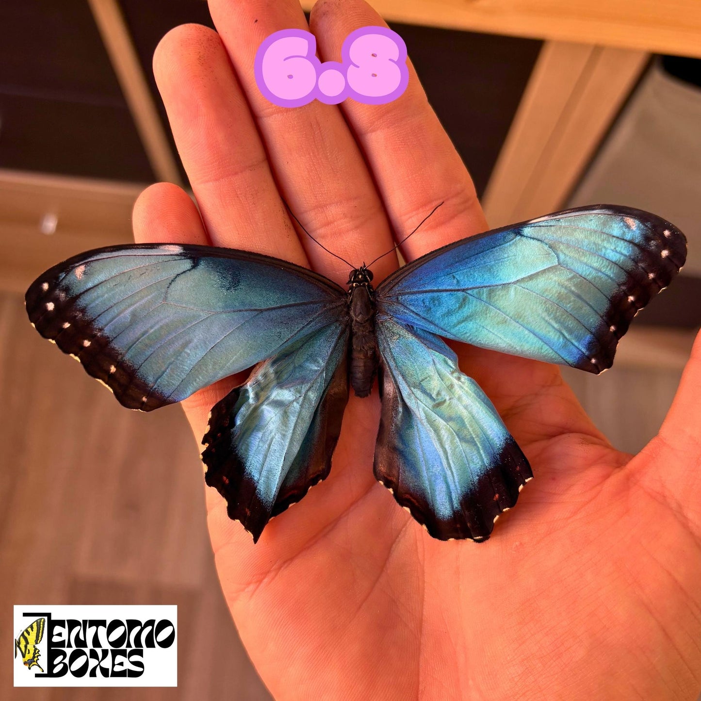 DEFECTED blue morpho papered dry tropical butterfly from South America insect for preparation