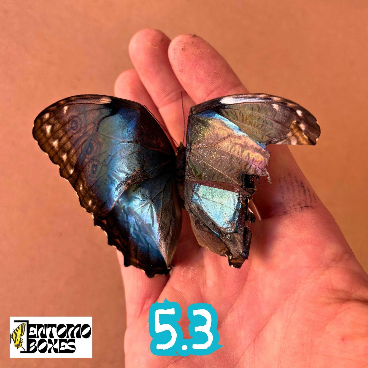 DEFECTED blue morpho papered dry tropical butterfly from South America insect for preparation