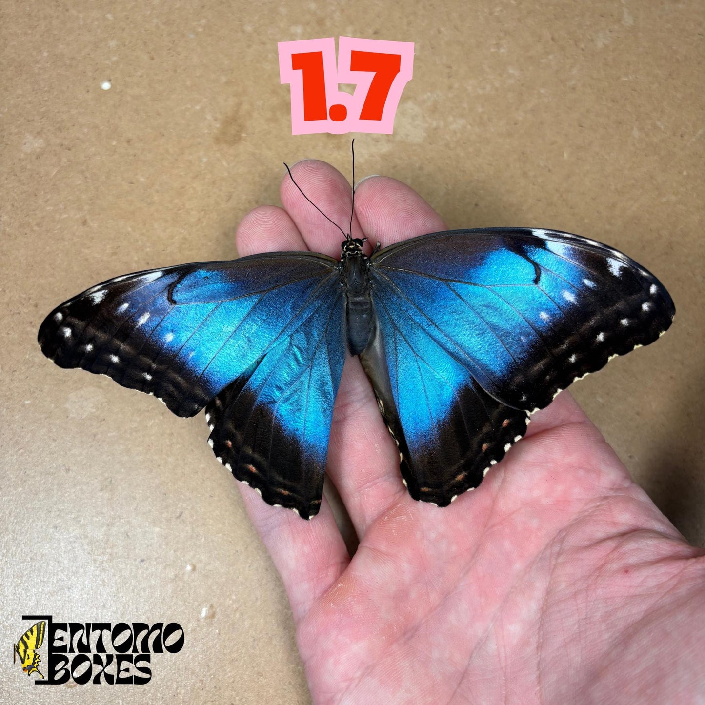 DEFECTED blue morpho papered dry tropical butterfly from South America insect for preparation