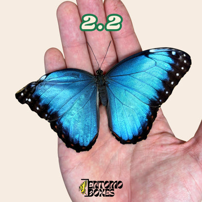 DEFECTED blue morpho papered dry tropical butterfly from South America insect for preparation