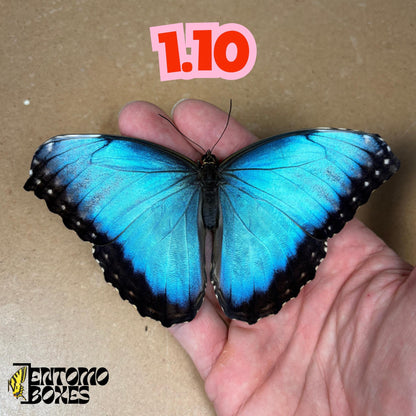 DEFECTED blue morpho papered dry tropical butterfly from South America insect for preparation